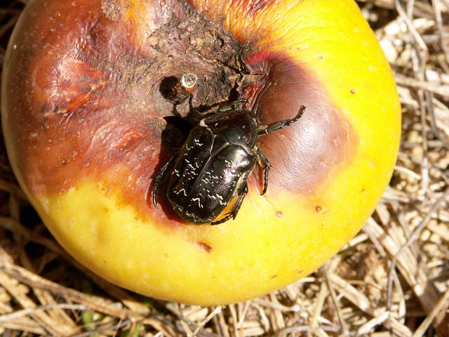 Protaetia (Liocola) lugubris - Copyright Hugues Mouret